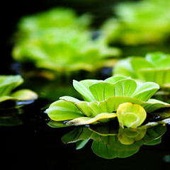 Bèo Dạt Mây Trôi - Hoanggiang731989