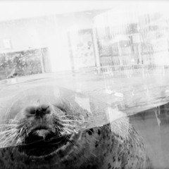 ウツセミ クウ カワセミ