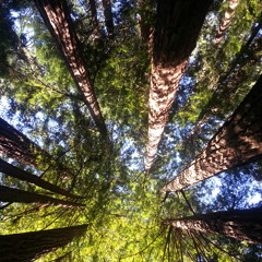 Fertility Meditation