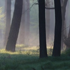 Red deer (Cervus elaphus) roaring in Niepołomicka Forest (Poland)
