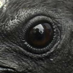 Thy Mirra - Ayam Cemani