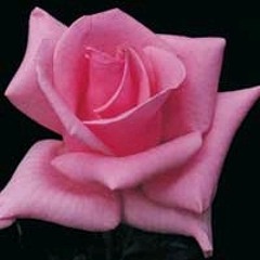 Oxigeno Rosado - Danlen // No puedo contar a esos seres dorados