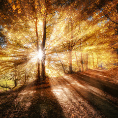 Ennio Trebucchi - Autumnal