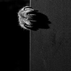 FrankenCat Test 2 By MalefiCat