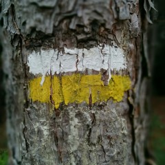 Dis qu' ta tort (SdG)