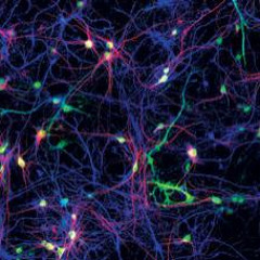 SynaPse (Work in progress)