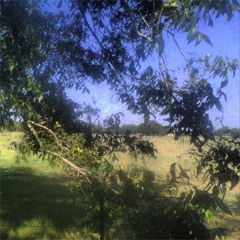 pecans