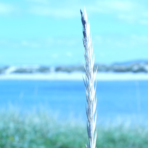 Strain & Straw