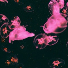aquarius