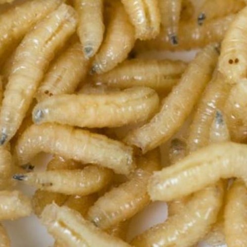 Maggots!!