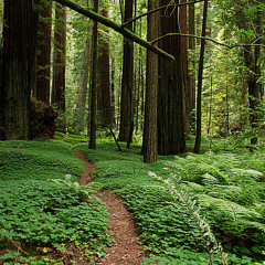 Y.O.M.C. - Welcome 2 Wonderland - The Official Theme Of Snow Parade 2003