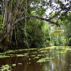 Amor de Índio - Pablo Cândido