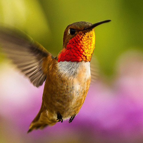 Can Conservation Efforts Save the Birds?