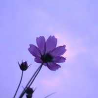 Nozawashouta S Stream