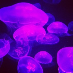 อยากเลี้ยงแมงกะพรุน