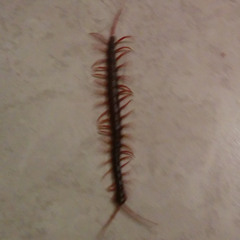 Bradshaw Monk - Kugenda