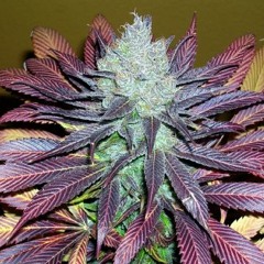 Delta9 - Pensamiento Verde