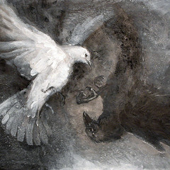 PËLLUMB I BARDHË E KORB I ZI -  K.P. Traboini