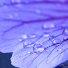 Impromptu IRIS (Trial)