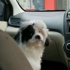 Cover - cherrybelle love is you & princess jgn kau pergi (medley)