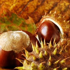 Niels Bakhuis - Autumn Piano