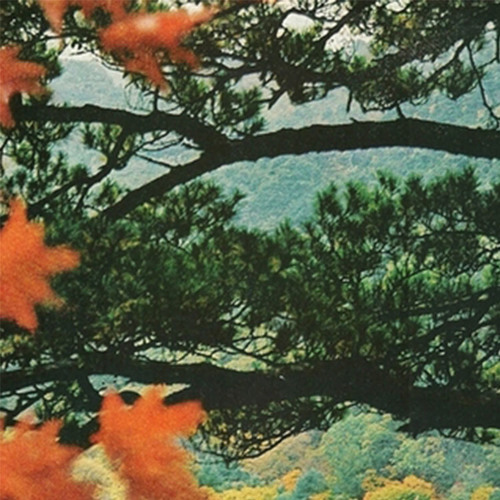 branches