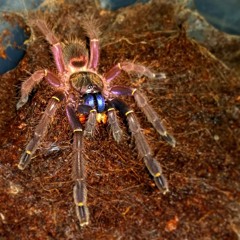 Arachnids Pronunciation Guide to Scientific Names