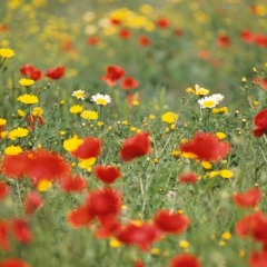 Les Fleurs Sauvages - Richard Clayderman - Piano (Violin Linh)