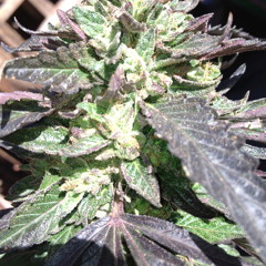 Another Day Another Doobie