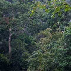Thailand's Tropical Rainforest - Kaeng Krachan National Park