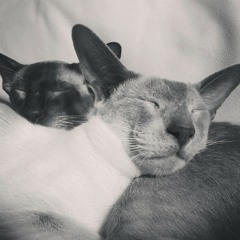 My pussycat snoring sounds ...