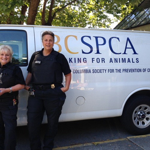 Stream On The Front Lines Of Spca Animal Cruelty Investigations By Cknw Listen Online For Free On Soundcloud