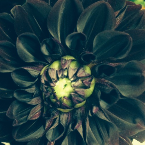 Stream 4 Minutes by Mr. Andrew's Garden Listen online for free on