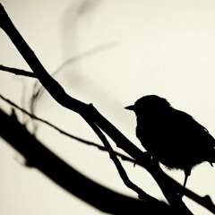 Manav Bhathal-Birds Eye View (Zion I)