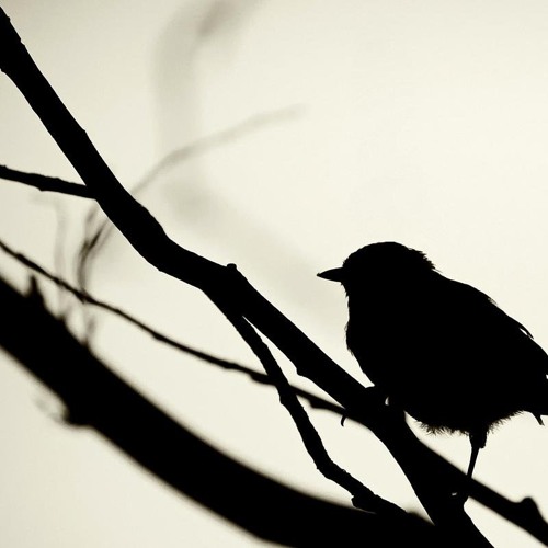Manav Bhathal-Birds Eye View (Zion I)