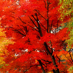 Fall Vibes