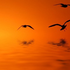Ibizound Playlist XXX