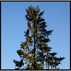 WHY I CALL Picea abies FIDDLE-TOP SPRUCE, a stringplayer-ecologist's manifesto