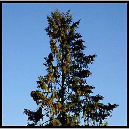 WHY I CALL Picea abies FIDDLE-TOP SPRUCE, a stringplayer-ecologist's manifesto
