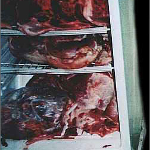 COLD COLT (Rain Razza | Roy Guemes | Skilla Holiday)