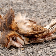 I Laugh As You Waste Away