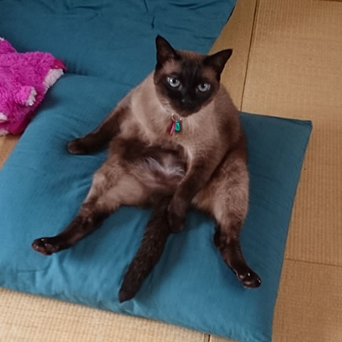 Stream Cover Eテレ0655 おれ ねこ ピアノ弾き語り By Agenasu Listen Online For Free On Soundcloud Stream Cover Eテレ0655 おれ ねこ ピアノ弾き語り By Agenasu Listen Online For Free On Soundcloud