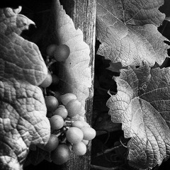 ASE - Fine Things (Take Time)