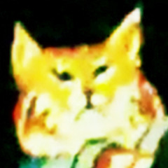 Cat of Tom in Covers