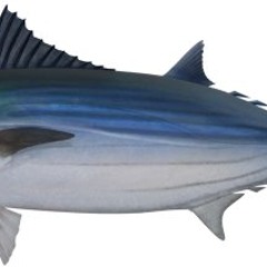 Bonito Fish (Original Mix)