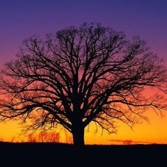 The Man Who Can't Be Moved (Trixie)