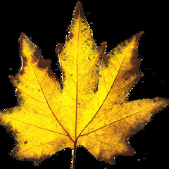 Souffle d'automne 14