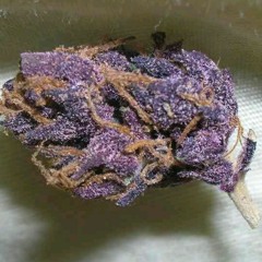 Master - Try Dat! Ft. Chavo at GMOD Studios