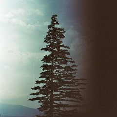 pine.trees.