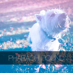 Pharaoh Hound - "The Pipe Belongs to the Wizard"
